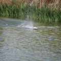 IMG 2505