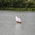 IMG 7457